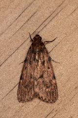 Mimaglossa nauplialis