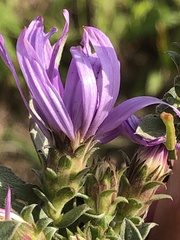 Symphyotrichum sericeum