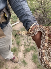 Pituophis catenifer affinis