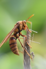 Polistes carnifex