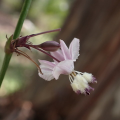 Arthropodium milleflorum