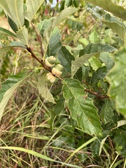 Quercus prinoides