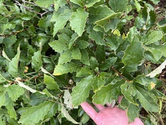 Quercus prinoides