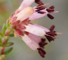 Erica radicans