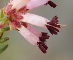 Erica radicans