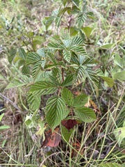 Rubus frondosus