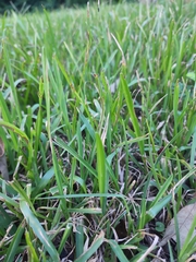 Stenotaphrum secundatum