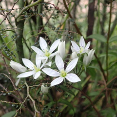 Gentianella