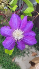 Clematis