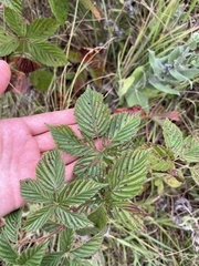 Rubus frondosus