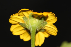 Heliopsis annua