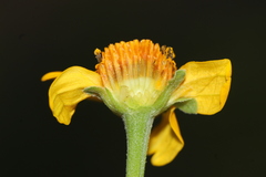 Heliopsis annua