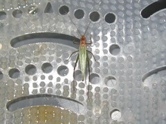 Oecanthus pini