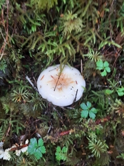 Russula