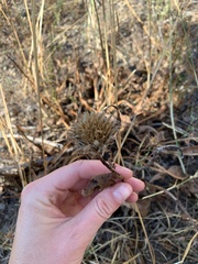 Wyethia amplexicaulis