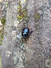 Geotrupes balyi