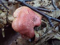 Cortinarius bolaris