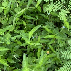 Zonamegilla