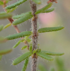 Erica radicans