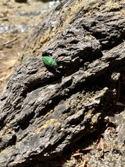 Buprestis aurulenta