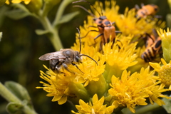 Melissodes druriellus