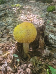 Amanita