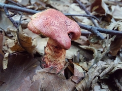 Cortinarius bolaris