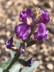 Astragalus palmeri