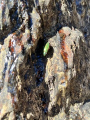 Buprestis aurulenta