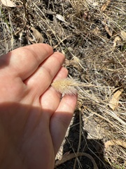 Setaria parviflora
