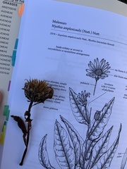 Wyethia amplexicaulis