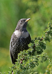 Turdus torquatus