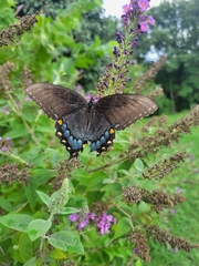 Papilio glaucus
