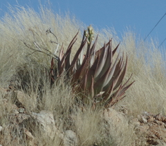 Aloe hereroensis