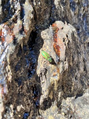 Buprestis aurulenta