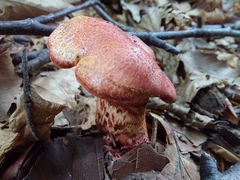 Cortinarius bolaris