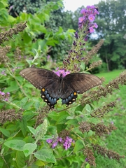 Papilio glaucus