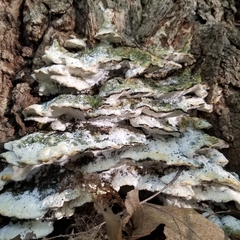 Rigidoporus populinus
