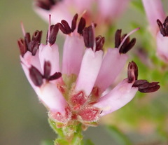 Erica radicans