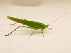 Neoconocephalus ensiger