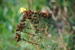 Hypericum