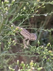 Chamaeleo chamaeleon chamaeleon
