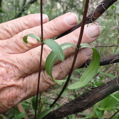 Gentianella