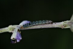 Pyrausta inornatalis