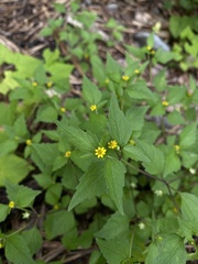 Melampodium tepicense