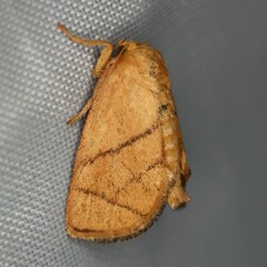 Apoda y-inversa