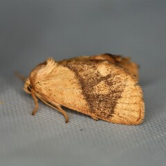 Apoda y-inversa