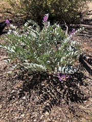 Astragalus palmeri
