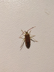 Pantilius tunicatus