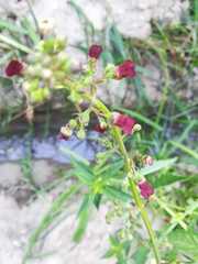 Scrophularia auriculata